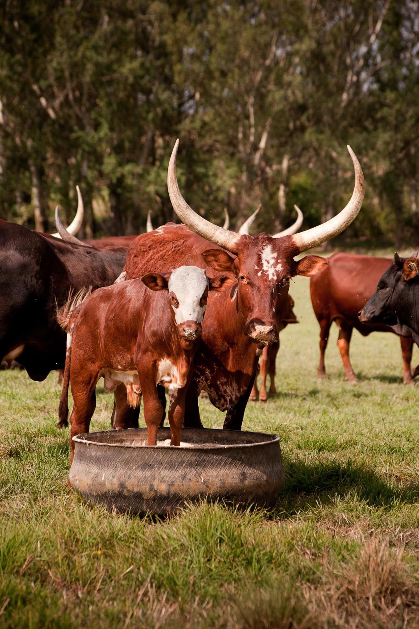 Dalmore Guest Farm バーグビル エクステリア 写真